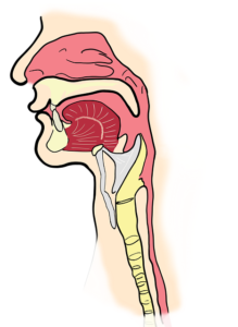 larynx