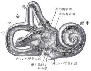 cochlea